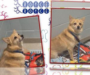 Chiranian Dogs for adoption in Dedham, MA, USA