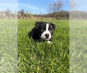 American Pit Bull Terrier-Unknown Mix Dogs for adoption in Center Township, PA, USA