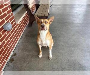 Siberian Husky-Unknown Mix Dogs for adoption in Grand Prairie, TX, USA