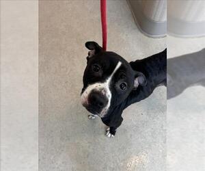 American Pit Bull Terrier Dogs for adoption in Saginaw, MI, USA
