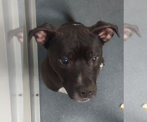 American Pit Bull Terrier Dogs for adoption in Glen Allen, VA, USA