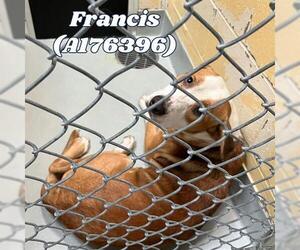 American Pit Bull Terrier Dogs for adoption in Tulsa, OK, USA