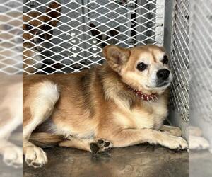 Chihuahua-Unknown Mix Dogs for adoption in Bakersfield, CA, USA
