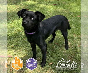 Chihuahua-Unknown Mix Dogs for adoption in Irvine, CA, USA