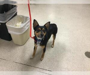 Mutt Dogs for adoption in Riverside, CA, USA