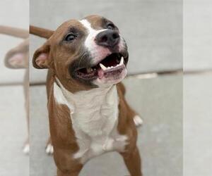 American Pit Bull Terrier-Unknown Mix Dogs for adoption in Tulsa, OK, USA
