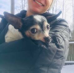 Chihuahua Dogs for adoption in Zionsville, IN, USA