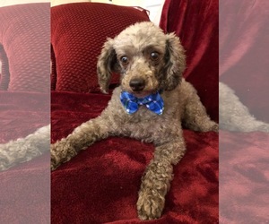 Poodle (Toy) Dogs for adoption in Fresno, CA, USA