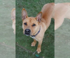 Chinese Shar-Pei Dogs for adoption in garner, NC, USA