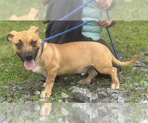 Mutt Dogs for adoption in Wetumpka, AL, USA