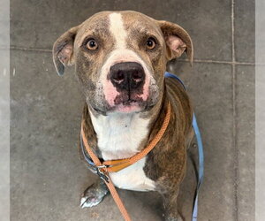 Boxer-Unknown Mix Dogs for adoption in Tavares, FL, USA