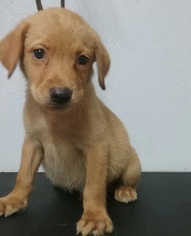 Medium Photo #1 Labrador Retriever-Unknown Mix Puppy For Sale in Potomac, MD, USA