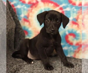 Mutt Dogs for adoption in Royal Palm Beach, FL, USA