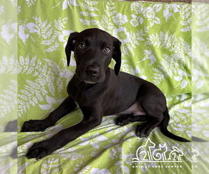 Pointer-Unknown Mix Dogs for adoption in Irvine, CA, USA