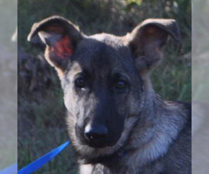 German Shepherd Dog-Unknown Mix Dogs for adoption in Silver Spring, MD, USA