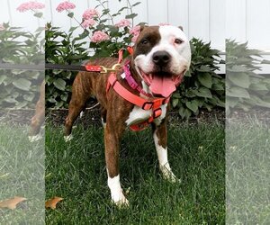Bullboxer Pit Dogs for adoption in West Palm Beach, NJ, USA