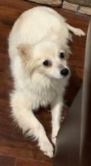 Medium Photo #1 Pomimo Puppy For Sale in DALLAS, TX, USA