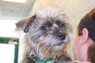 Shih Tzu Dogs for adoption in Salem, MA, USA