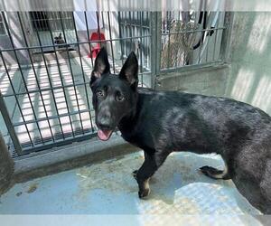 German Shepherd Dog Dogs for adoption in Pasadena, CA, USA