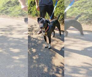 Borador Dogs for adoption in Portland, OR, USA