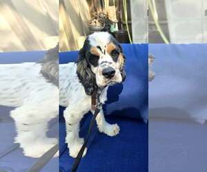 Cocker Spaniel Dogs for adoption in Belleuve, NE, USA
