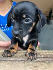 Dachshund Dogs for adoption in Freeport, FL, USA