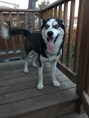 Alaskan Husky Dogs for adoption in CHICAGO, IL, USA