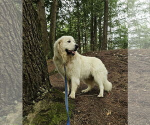 Golden Pyrenees Dogs for adoption in Croydon, NH, USA