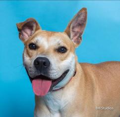 Bulldog Dogs for adoption in Seattle, WA, USA