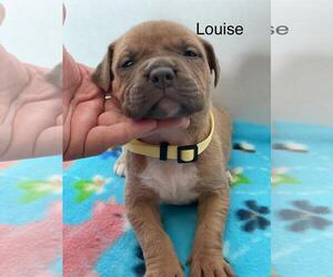 American Pit Bull Terrier-Labrador Retriever Mix Dogs for adoption in Incline Village, NV, USA