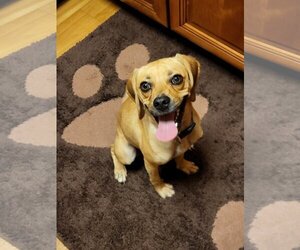 Puggle Dogs for adoption in Melrose, FL, USA