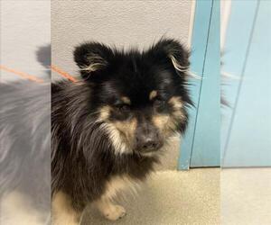 Pomeranian-Unknown Mix Dogs for adoption in Las Vegas, NV, USA