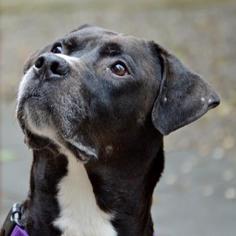 Rottweiler-American Pit Bull Terrier Dogs for adoption in Fairport, NY, USA