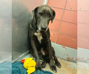 Great Dane-Unknown Mix Dogs for adoption in Bullard, TX, USA