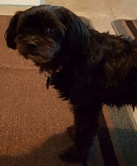 Shih-Poo Dogs for adoption in Pawtucket, RI, USA