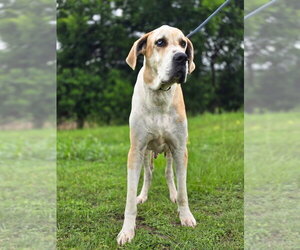 Great Dane Dogs for adoption in Bullard, TX, USA