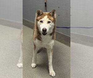 Siberian Husky-Unknown Mix Dogs for adoption in Las Vegas, NV, USA