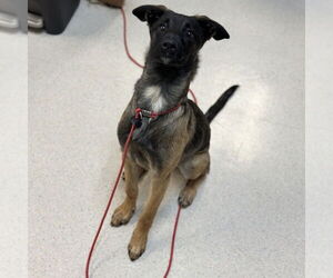 Miniature Pinscher Dogs for adoption in Rohnert Park, CA, USA