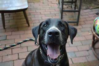 Great Dane Dogs for adoption in Boston, MA, USA