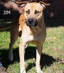 Mutt Dogs for adoption in Oxford, NC, USA