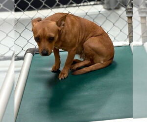 Chihuahua-Unknown Mix Dogs for adoption in Tulsa, OK, USA