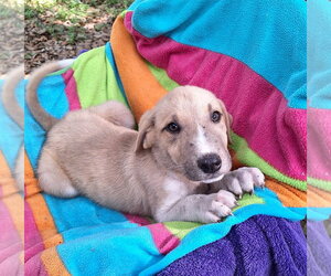 Labrador Retriever-Unknown Mix Dogs for adoption in Missouri City, TX, USA