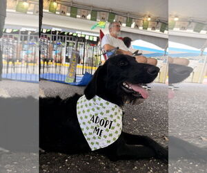 Pointer-Poodle (Standard) Mix Dogs for adoption in Valrico, FL, USA