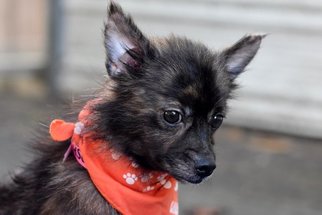 Small Pomeranian Mix