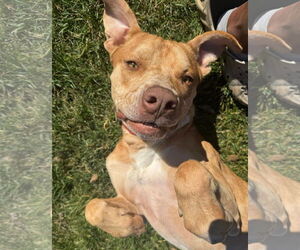 American Pit Bull Terrier-American Staffordshire Terrier Mix Dogs for adoption in Woodland, CA, USA