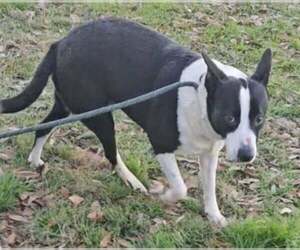 Mutt Dogs for adoption in Oakhurst, NJ, USA