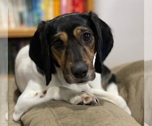 Bocker Dogs for adoption in Minneapolis, MN, USA