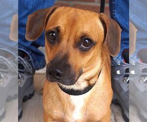 Dachshund-Unknown Mix Dogs for adoption in Carrollton, TX, USA