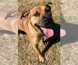 Labrador Retriever-Unknown Mix Dogs for adoption in Augusta, GA, USA