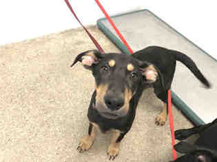 Doberman Pinscher Dogs for adoption in Lawrence, KS, USA